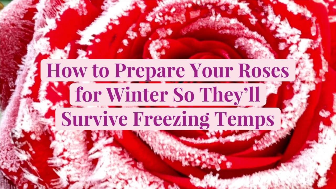 How to Prepare Your Roses for Winter So They'll Survive Freezing Temps