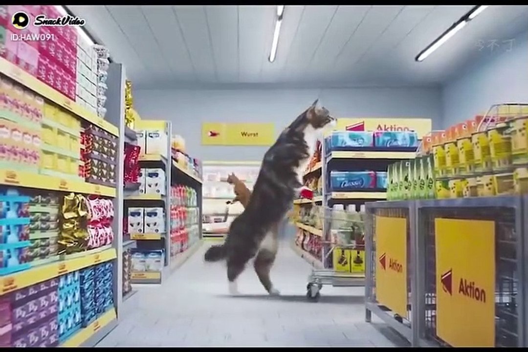 Beginilah jadinya jika pasukan meong disuruh belanja