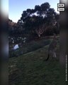 Kangaroos Play Fight at Wildlife Shelter in Australia