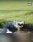 Giant Alligator Eats Smaller Gator in South Carolina Backyard