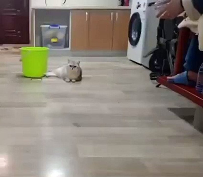 Kucing Menggokil