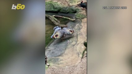 Majestic Bird Spreads Its Wings to Hold on to His Snack!