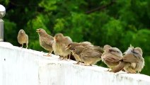 Jungle Babbler Loud Noise | Sound Effect Babbler Call || Fighting (Turdoides striata) सात भाई का शोर