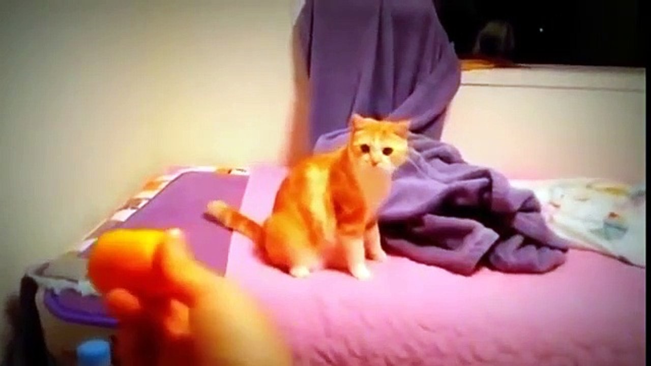 Love cats