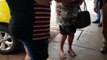 Homem acusado de agredir a mãe e a irmã é detido pela PM em Cascavel