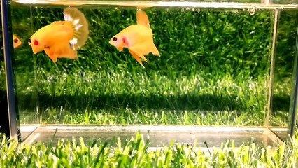 one pair betta fish yellow