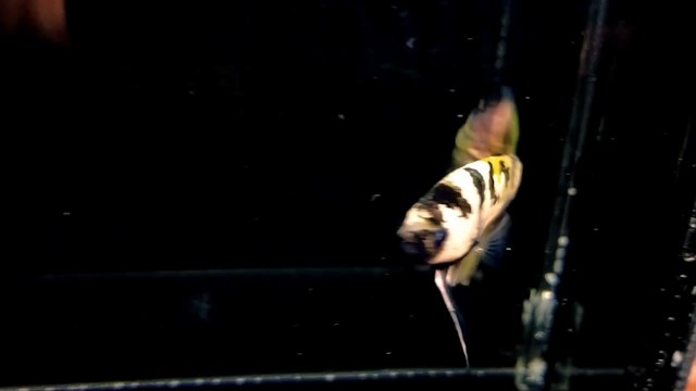 koi copper of betta fish koi copper