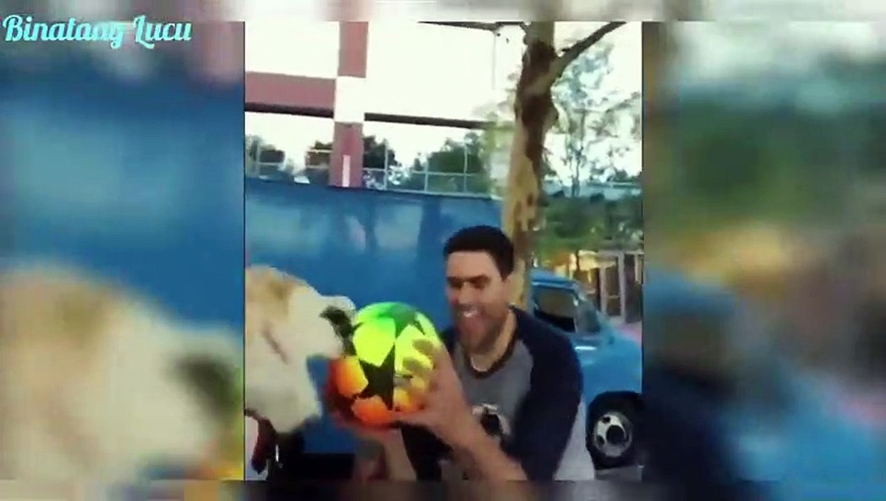 Video Anjing Lucu  Puppy Lucu  Kompilasi (Funny dog)_480p