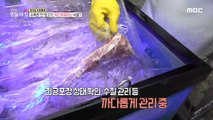 [INCIDENT] The raw meat you keep in the aquarium? Reveal how to ripen water aging!, 생방송 오늘 아침 211007