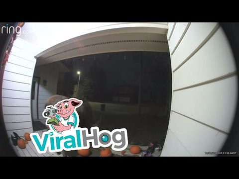 Moose Munches on Porch Pumpkins