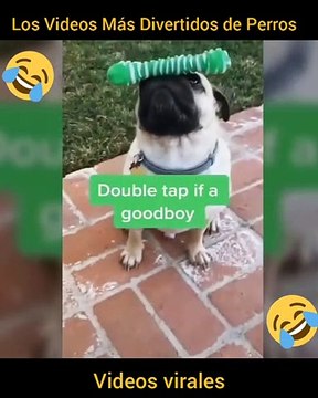 Los Videos Mas DIVERTIDOS de Perros GRACIOSOS - Videos de Risa IMPOSIBLE NO REIR