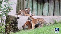 Mexican zoo presents four Bengal tiger cubs