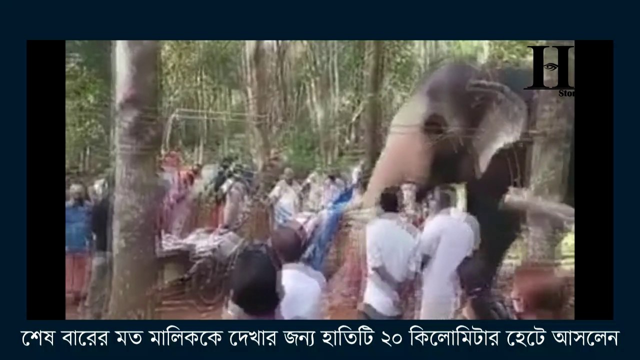 শেষ বারের মত মালিককে দেখার জন্য হাতিটি ২০ কিলোমিটার হেটে আসলেন
