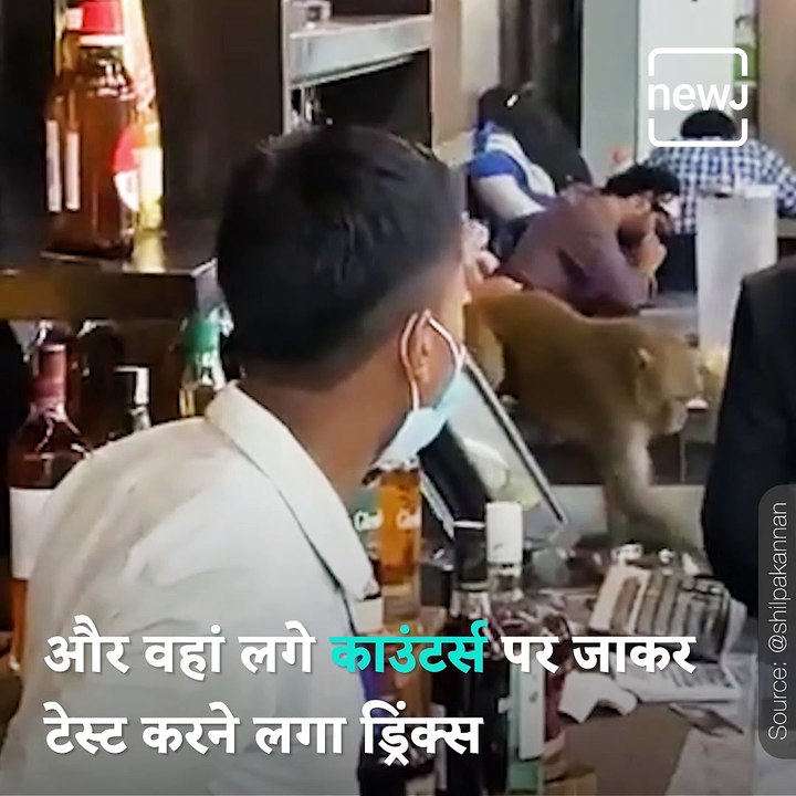 Video Of Monkey ‘Lounging’ At Delhi’s IGI Airport Surfaces