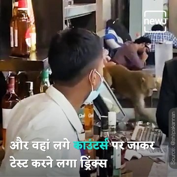 Video Of Monkey ‘Lounging’ At Delhi’s IGI Airport Surfaces