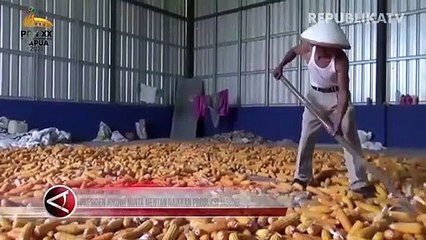 Jokowi Minta Produksi Jagung Ditingkatkan