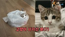 '봉지에 쏘옥' 배달음식을 시켰는데 고양이가 왔습니다(?)