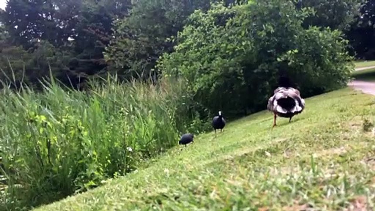Ducks on the grass