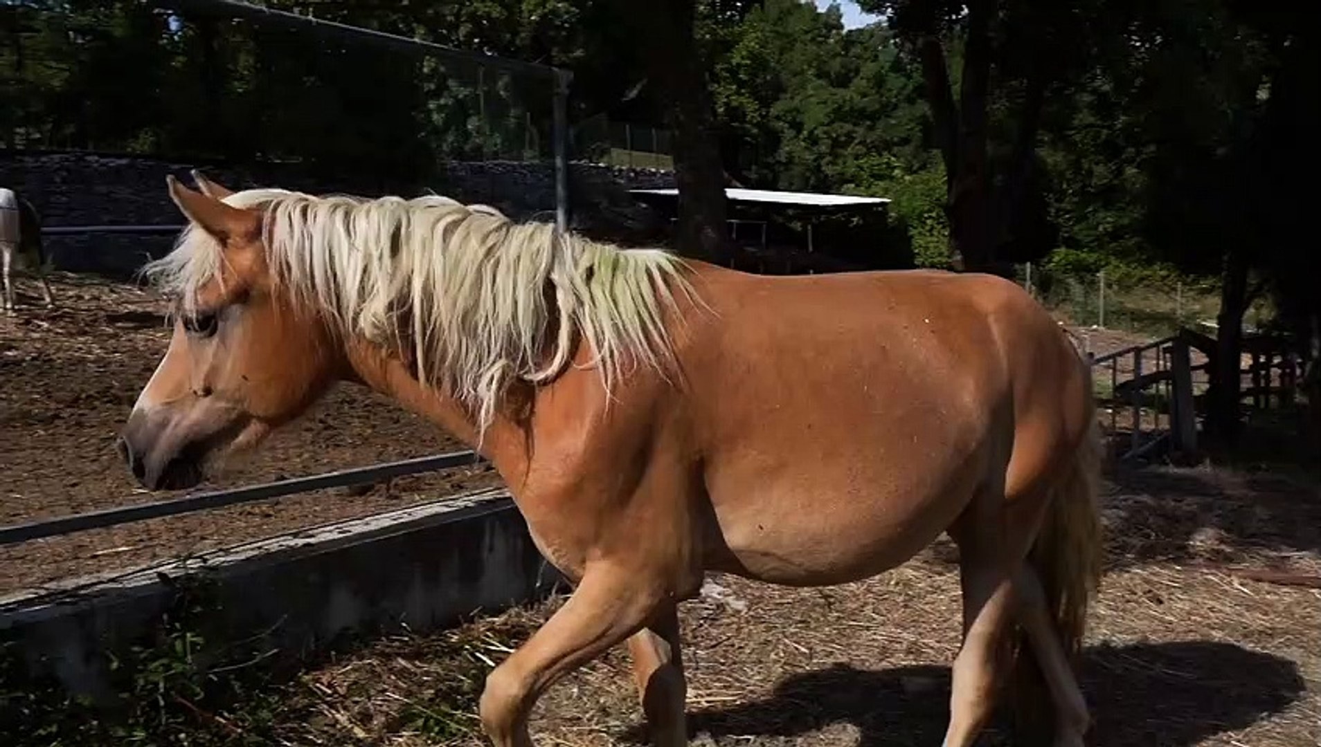 ⁣Two horses meeting
