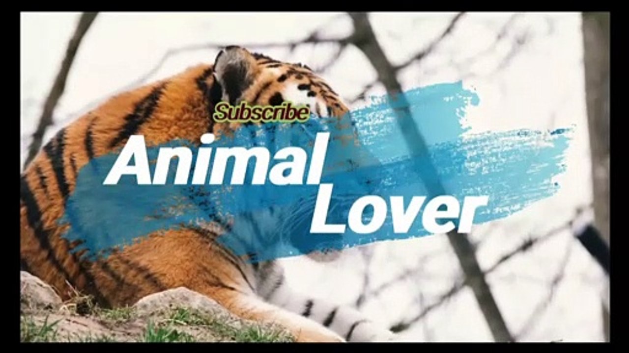 Pomeranian |Animal Lover |Animal Channel |Dogs/breeds | part 1