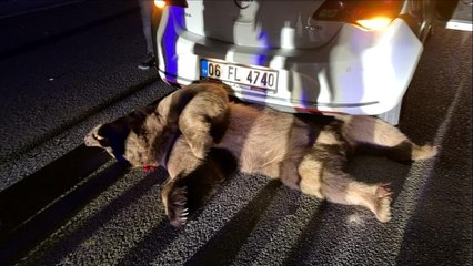 Otomobilin çarptığı ayı telef oldu