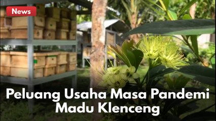 IDE USAHA MASA PANDEMI !! PETERNAKAN LEBAH MADU KLENCENG HASILKAN JUTAAN RUPIAH !!
