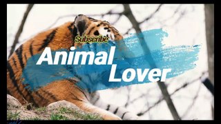 BullDog |Animal Lover |Animal Channel |Dogs/Beeds