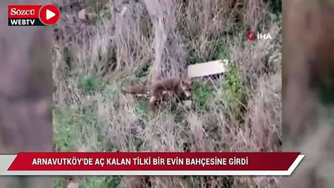 Arnavutköy’de aç kalan tilki bir evin bahçesine girdi