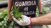 Scordia (CT) - Sequestrata piantagione di marijuana: 2 arresti, c'è un latitante (07.10.21)