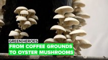 Green Heroes: Mushrooms being grown in a creative way