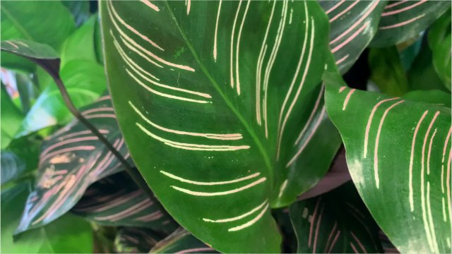 Roland Motte, jardinier : le Calathea, une plante d'intérieur très graphique