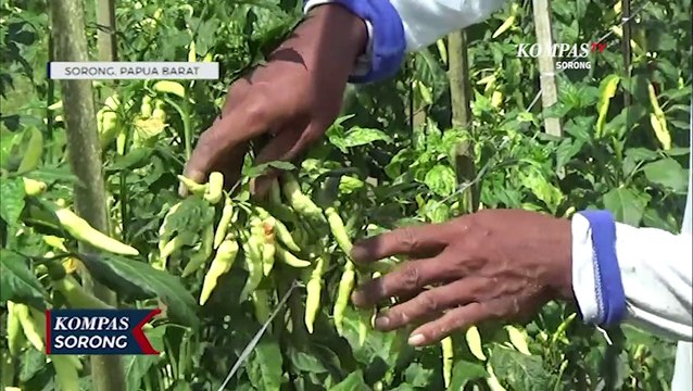 Curah Hujan Tinggi Petani Sayuran Di Sorong Gagal Panen