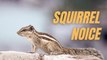Gray Squirrel Chirping Noise Loud | Squirrel Squawking Sound | Kingdom Of Awais
