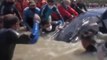 Regardez le sauvetage d’une baleine échouée sur une plage en Argentine grâce à une pelle mécanique - VIDEO
