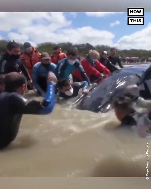 Regardez le sauvetage d’une baleine échouée sur une plage en Argentine grâce à une pelle mécanique - VIDEO
