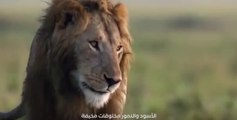 !أخبار العالم العربي - سيدة مصرية تنام بين الأسود والنمور