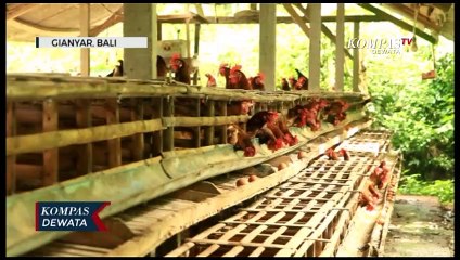 Harga Telur Terjun Bebas