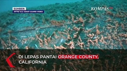 Penampakan Bawah Laut Jalur Pipa Minyak Bocor di California