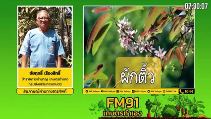 ผักพื้นเมืองกินได้ แถมมีสรรพคุณทางยา EP.1 : FM91 เกษตรทำเอง : 12 กันยายน 2564
