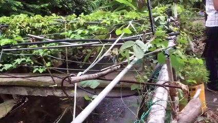 55天26宗蚊症  疑种花养鸭留下积水