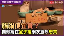 貓貓菜市場便宜賣？慵懶貓貓窩盆子裡 網友直喊：「想收！」