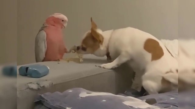 Funny Parrots and Cute Birds Compilation , Cutest Parrots
