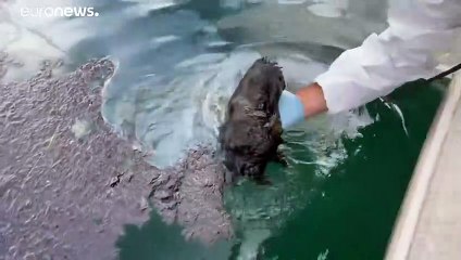 Derrame de petróleo na Califórnia sob investigação