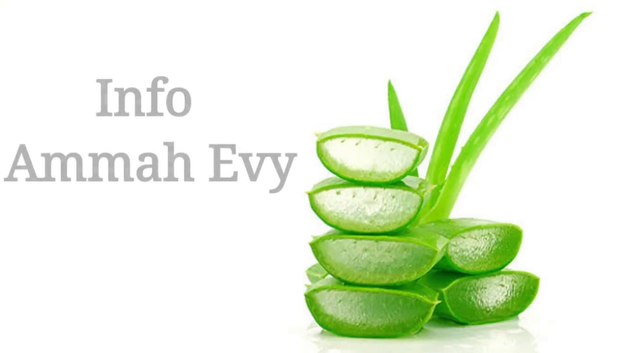 Cara mengolah lidah buaya menjadi minuman