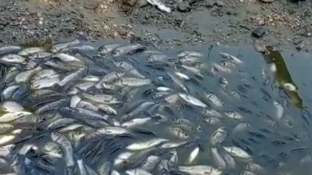 Bursa’da baraj kapakları kapanınca binlerce balık öldü