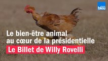 Le bien-être animal au cœur de la présidentielle - Le billet de Willy Rovelli