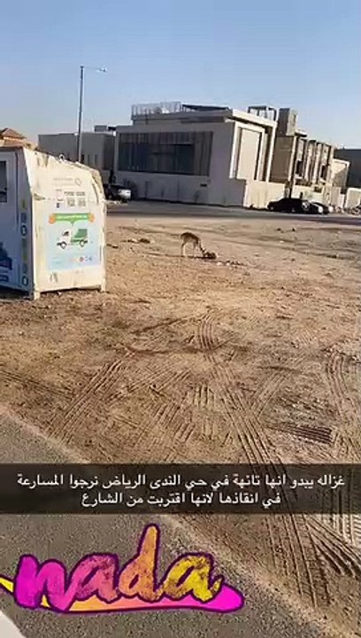 غزال يتجول في شوارع الرياض ويثير التفاعل: فيديو يرصد ما قام به