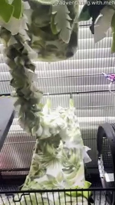 Sugar Glider Chooses Interesting Hiding Spot