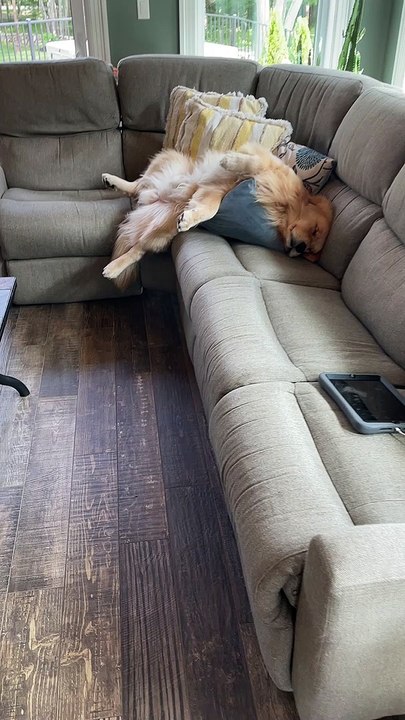 Sleepy Golden Flops Off Couch