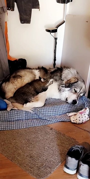 Great Pyrenees Cuddles With Kitty Cat Friend